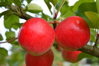 Fruit Trees for Cold Hardiness Zone 6 (Average Minimum Temperature of -10° F/-23° C)