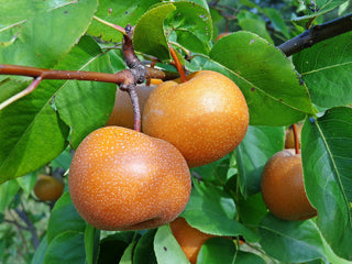 Fruit Trees for Cold Hardiness Zone 7 (Average Minimum Temperature of 0° F/-18° C)