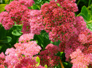 Flowering