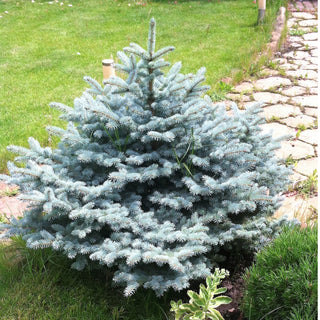 Conifer