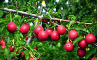 Fruit Trees for Cold Hardiness Zone 10 (Average Low Temperature of 30° F/-1° C)