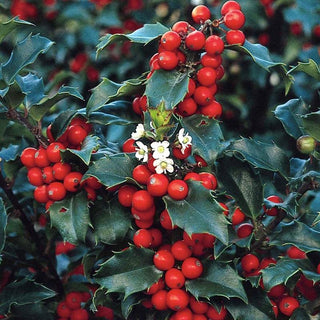 Holly