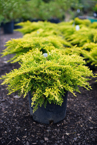 Flowering and Ornamental Shrubs