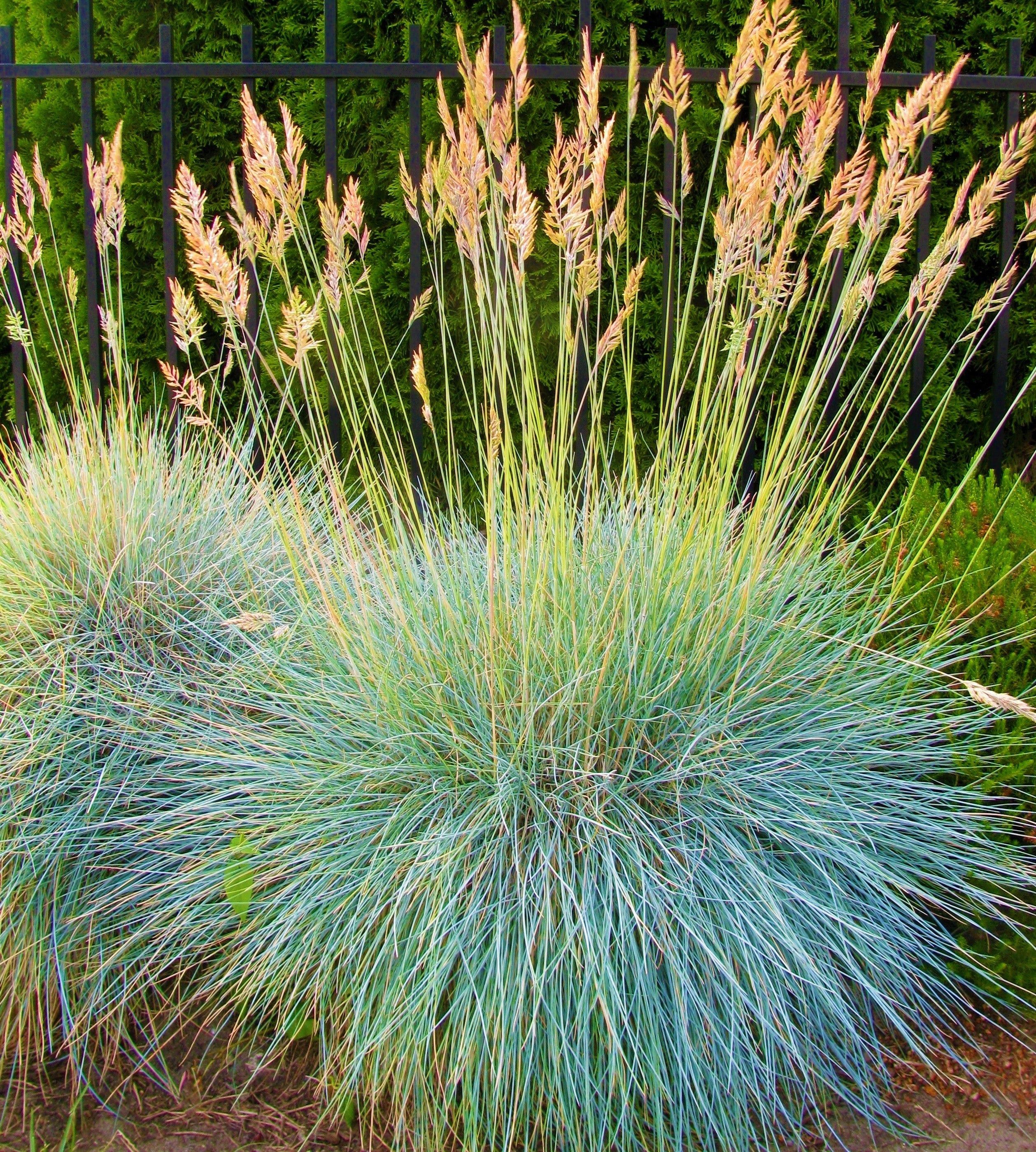 Ornamental Grasses – Tagged "Cold Hardiness Zone 5"– Online Orchards