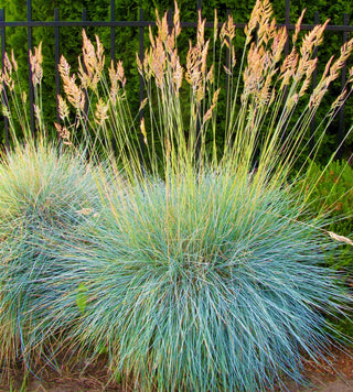 Ornamental Grasses