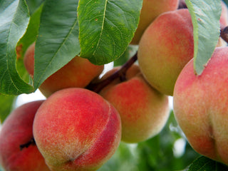 Fruit Trees for Cold Hardiness Zone 5 (Average Minimum Temperature of -20° F/-29° C)