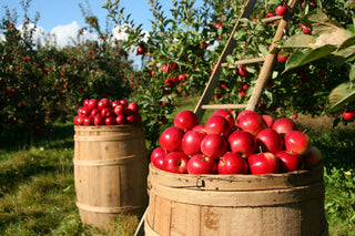 Apple Trees
