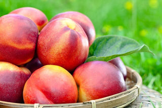 Nectarine Trees