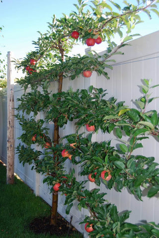 Espalier Fruit Trees