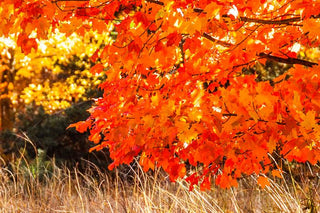 Shade Trees