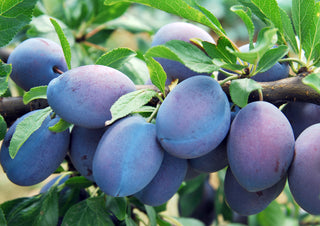 Fruit Trees