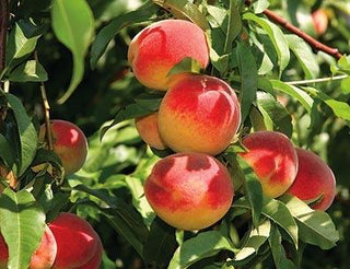 Self Pollinating Fruit Trees