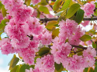 Cherry Blossom