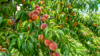 Peach Trees