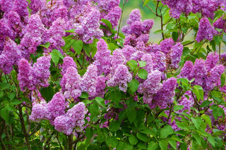 Cold Hardiness Zone 9 Trees and Shrubs (20° F/-7° C)
