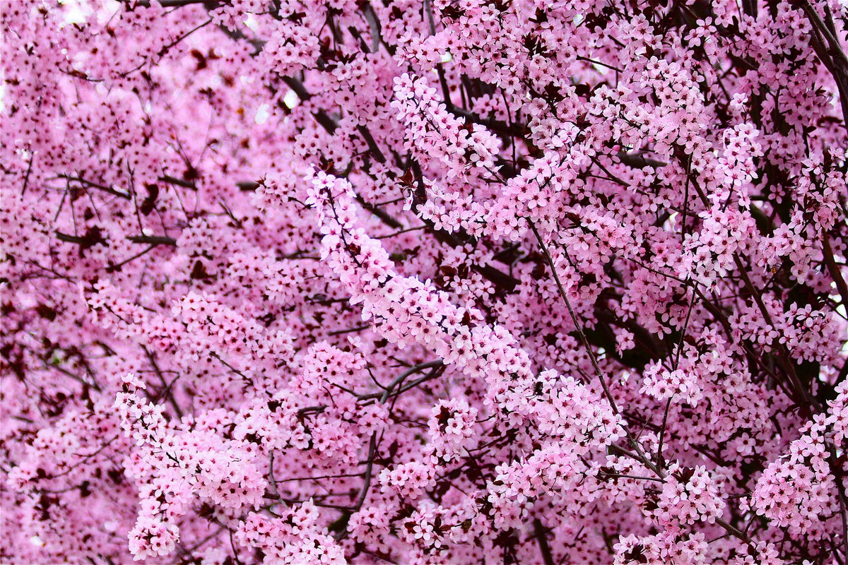 Cold Hardiness Zone 4 Trees and Shrubs (30° F/35° C) Online Orchards