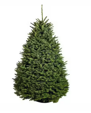 4 ft. to 5 ft. Freshly Cut Noble Fir Live Christmas Tree (Real, Natural, Oregon-Grown)
