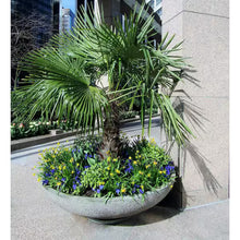 1 Gal. Windmill Cold Hardy Palm Tree (2-Pack)