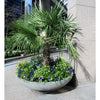 1 Gal. Windmill Cold Hardy Palm Tree (2-Pack)