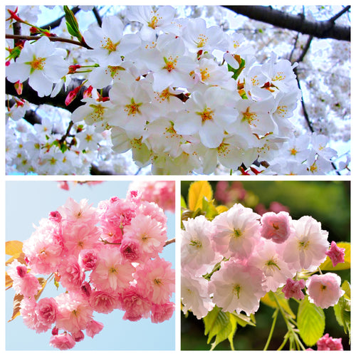 3-in-1 Cherry Blossom Combo Tree with Three Different Blossoms Grafted and Growing on One Tree