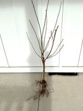 3-in-1 Cherry Blossom Combo Tree with Three Different Blossoms Grafted and Growing on One Tree