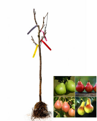 4-in-1 Pear Jubilee Tree - Different pear varieties grow on each limb! (2 years old and 3-4 feet tall.)