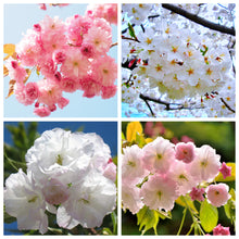 4-in-1 Cherry Blossom Combo Tree with Four Different Blossoms Grafted and Growing on One Tree