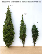 6 ft. to 7 ft. Freshly Cut Noble Fir Live Christmas Tree (Real, Natural, Oregon-Grown) A beautifully Classic and Elegant Tree