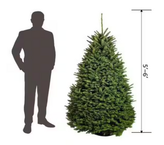 5 ft. to 6 ft. Freshly Cut Noble Fir Live Christmas Tree (Real, Natural, Oregon-Grown)