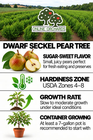 Dwarf Seckel Sugar Pear Tree