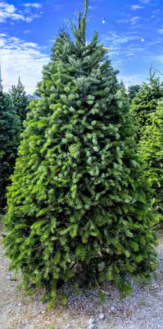 4 ft. to 5 ft. Freshly Cut Nordmann Fir Live Christmas Tree (Real, Natural, Oregon-Grown)