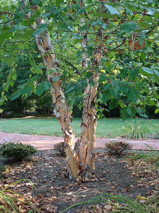 River Birch Tree