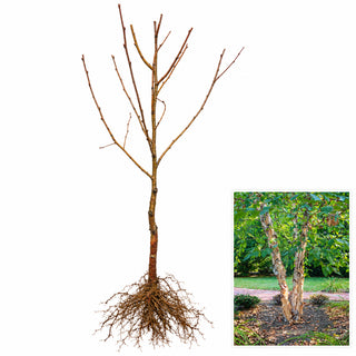 River Birch Tree