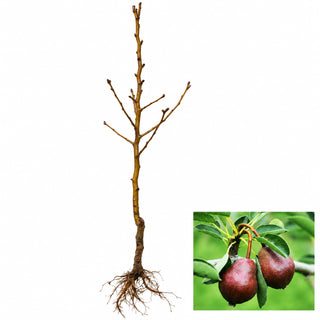Dwarf Seckel Sugar Pear Tree