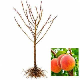 Semi Dwarf Veteran Peach Tree
