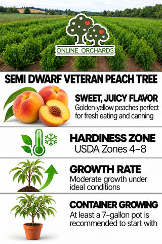 Semi Dwarf Veteran Peach Tree