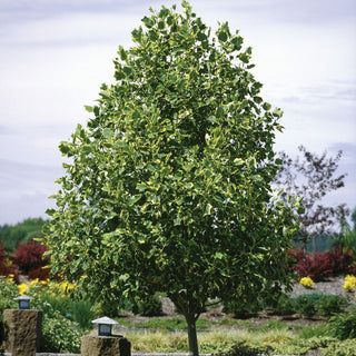 Tulip Tree with Magnificent Yellow Blossoms and Towering Mature Height