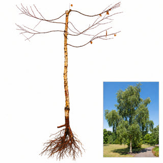 Weeping White Birch - Gracefully weeping limbs give way to pure white bark in winter! (2 years old and 3-4 feet tall.)