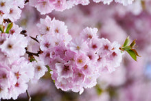 3-in-1 Cherry Blossom Combo Tree with Three Different Blossoms Grafted and Growing on One Tree