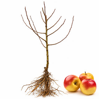 Ambrosia Bare Root Apple Tree
