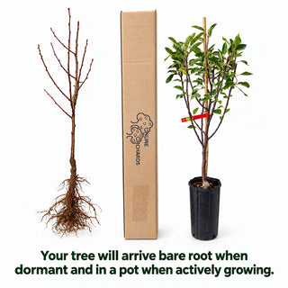 Semi Dwarf Veteran Peach Tree