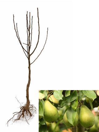 Dwarf Bartlett Pear Tree - The golden standard of pear flavor, grown right in your backyard! (2 years old and 3-4 feet tall.)