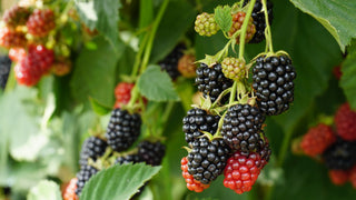 1 gal. Black Satin Thornless Blackberry Plants – Live Fruiting Berry Bushes, 2-Pack