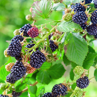 1 gal. Black Satin Thornless Blackberry Plants – Live Fruiting Berry Bushes, 2-Pack