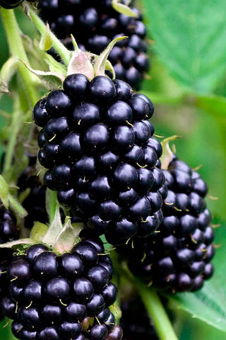 1 gal. Black Satin Thornless Blackberry Plants – Live Fruiting Berry Bushes, 2-Pack