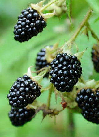 1 gal. Black Satin Thornless Blackberry Plants – Live Fruiting Berry Bushes, 2-Pack
