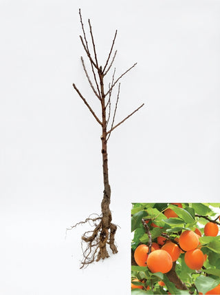 Dwarf Blenheim Apricot Tree - Richest flavor and richest history. (2 years old and 3-4 feet tall.)