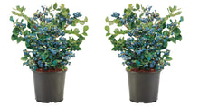 1 Gal. Bluecrop Blueberry Shrub (2-Pack) - An excellent all-purpose blueberry