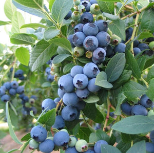 1 Gal. Bluecrop Blueberry Shrub (2-Pack) - An excellent all-purpose blueberry