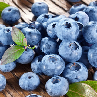 1 Gal. Bluecrop Blueberry Shrub (2-Pack) - An excellent all-purpose blueberry